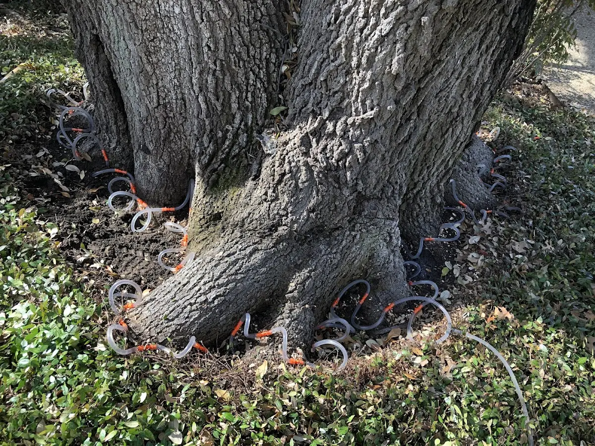Detailed Shrub and Hedge Trimming job site in Tyler Hill