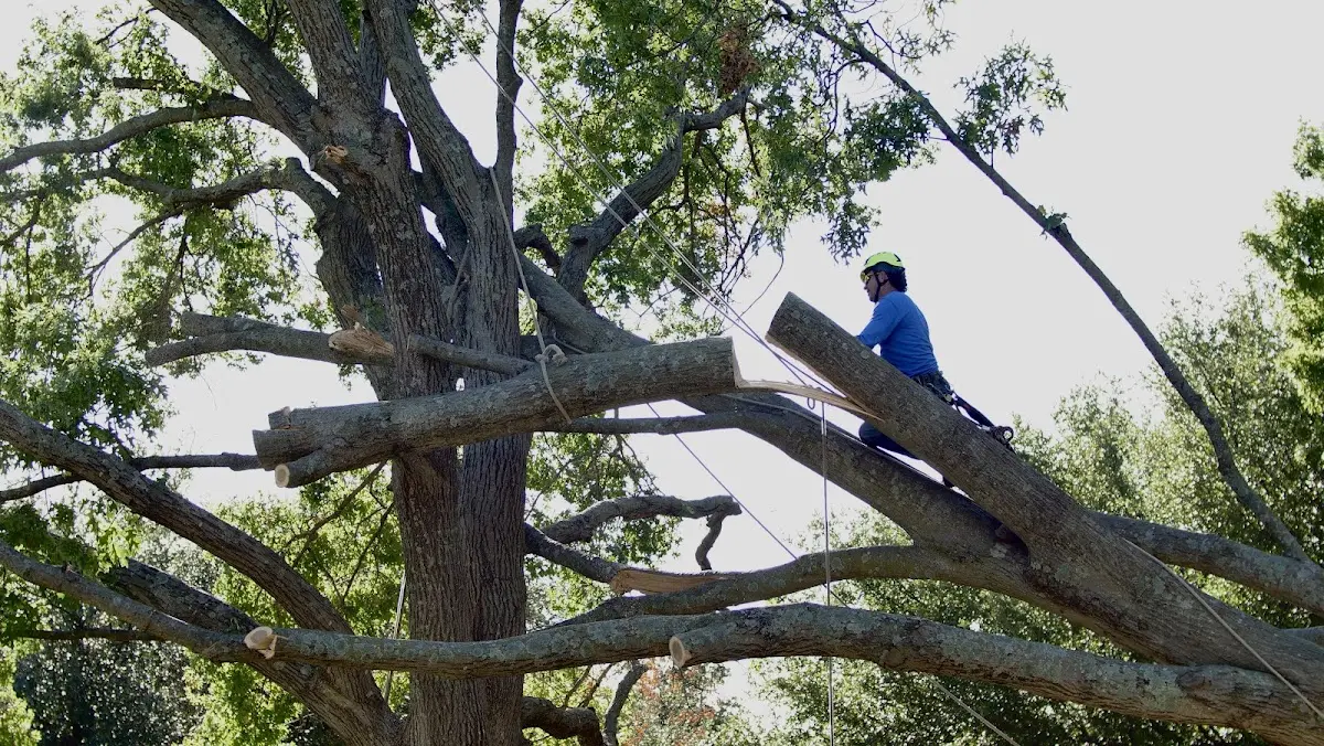 Professional Hazardous Tree Removal performed by certified arborists in Tyler Hill